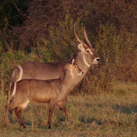 Mziki Safari Lodge Beestekraal  Dış mekan fotoğraf