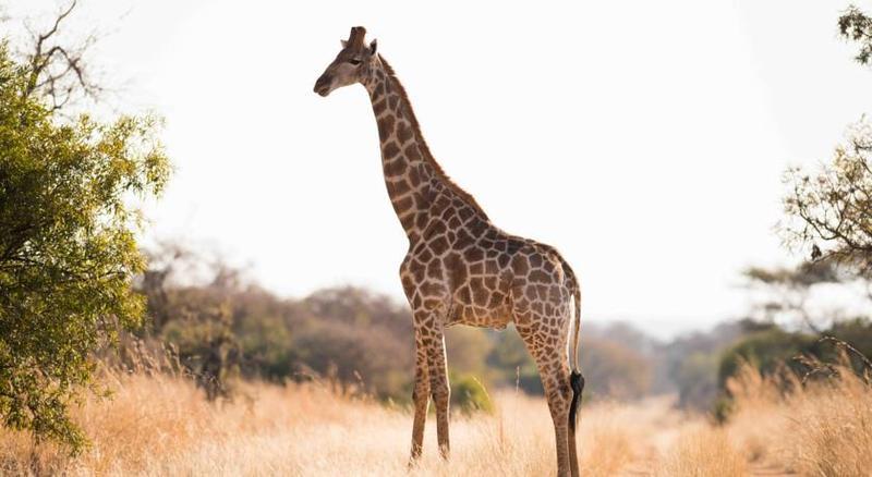 Mziki Safari Lodge Beestekraal  Dış mekan fotoğraf