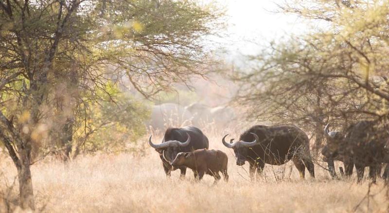 Mziki Safari Lodge Beestekraal  Dış mekan fotoğraf