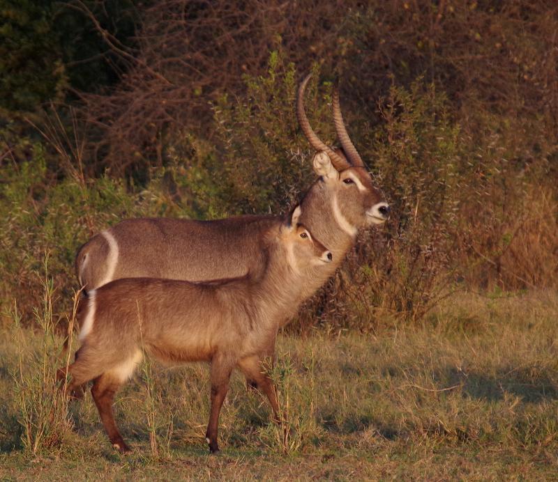 Mziki Safari Lodge Beestekraal  Dış mekan fotoğraf