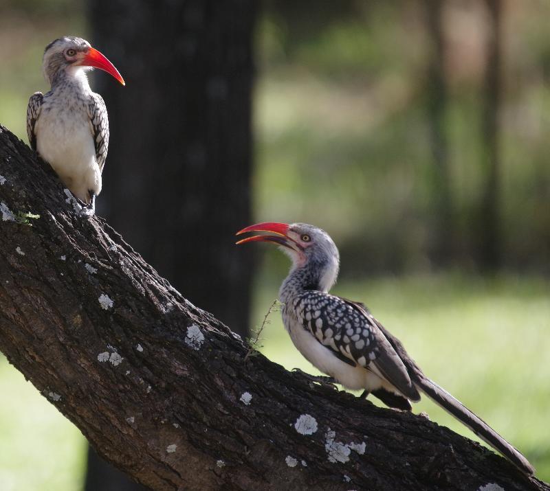 Mziki Safari Lodge Beestekraal  Dış mekan fotoğraf