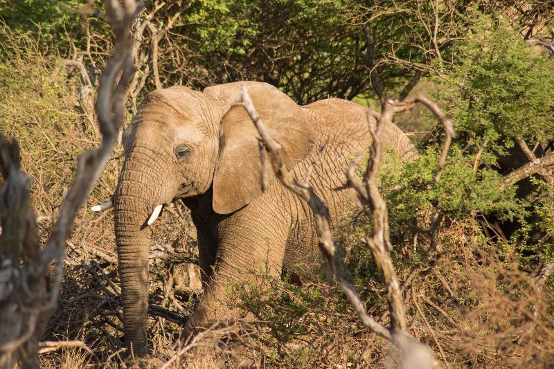 Mziki Safari Lodge Beestekraal  Dış mekan fotoğraf