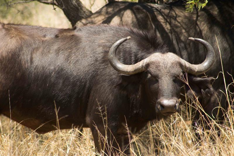 Mziki Safari Lodge Beestekraal  Dış mekan fotoğraf